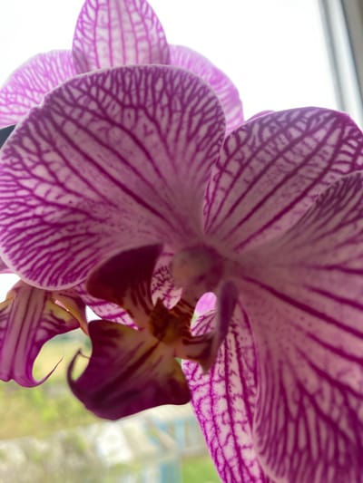 The image shows a close-up view of a pink and white orchid flower. The petals have delicate purple stripes radiating from the center. The background is blurred, with hints of green foliage and a light, possibly overcast sky. There are no people or other objects visible in the image. The specific location in Матыкальскі сельскі Савет, Belarus, cannot be determined from the provided image.