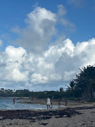 The image depicts a coastal scene on a beach in Le Moule, Guadeloupe, France. The sky is partially covered by large, white cumulus clouds against a blue background, occupying the upper two-thirds of the frame. The immediate foreground consists of light-colored sand heavily covered with dark brown seaweed.
In the midground, a calm body of light blue-grey water extends from left to right. Several individuals are present:
- One adult, dressed in red shorts or swimwear, stands partially submerged in the water on the left side, facing left.
- Near the center, a woman in a white dress walks rightward in shallow water, holding the hand of a small child in light green clothing.
- Two additional figures, appearing to be children, stand in the shallow water to the right of the woman and child.
- Further out in the water on the right-mid side, an individual in red clothing stands on a visible rocky outcrop.
The background features two distinct landmasses:
- To the left, a distant residential area on a green hillside is visible, comprising several white and light-colored buildings, with a prominent white spire or tower among them.
- To the right, a dense cluster of tall palm trees and other tropical vegetation lines the shoreline. Indistinct figures are visible seated or standing beneath these trees.
Rocky formations are present along the water's edge and within the water. The scene is illuminated by bright daylight.