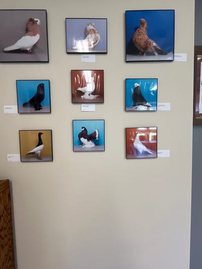 The image displays an interior wall in Oklahoma City, Oklahoma, United States, featuring nine framed photographs of domestic pigeons. The wall is painted a uniform light beige. The photographs are arranged in a three-row by three-column grid. Each black-framed photograph depicts a single pigeon against a solid, contrasting background (shades of gray, blue, gold, or reddish-brown), showcasing various pigeon breeds with distinct plumage patterns, colors (including white, brown, black, and bi-colored), and physical characteristics. Small, white informational labels are affixed to the wall directly below each frame; discernible text on some labels includes 'Chicago IL, USA' and 'Oklahoma City, OK, USA', indicating potential origins or exhibition details of the depicted birds. A light-colored wooden cabinet or furniture piece with vertical paneling is partially visible in the lower-left foreground. A narrow section of a dark gray wall or door frame is present along the right edge of the image. No individuals are visible. The scene presents a static display, consistent with an exhibition or collection.