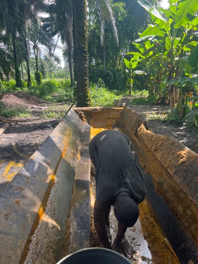 This media file presents an outdoor scene in Aghalokpe, Nigeria, featuring a person engaged in agricultural processing. The central figure, visible from the back, is a person with dark skin and closely cropped hair, wearing a dark grey t-shirt. They are bent over, with their hands submerged in a reddish-brown, sludgy liquid contained within large, rough-hewn wooden troughs.

The wooden troughs, which form a significant part of the foreground and midground, are stained with the same reddish-brown, fibrous material, suggesting they are used for processing palm fruit or a similar agricultural product. The ground around the troughs is dirt and appears somewhat muddy, with traces of the reddish-brown substance.

The setting is characterized by lush tropical vegetation. Prominent large-leafed banana trees are visible in the upper left, while numerous tall palm trees, likely oil palms, extend across the middle distance and background under a bright sky. The scene is well-lit by direct sunlight, indicating midday or early afternoon, with clear shadows cast by the objects and vegetation. A dark, round container is partially visible on the far right edge of the frame. There is no visible text in the image. The overall impression is one of manual, rustic processing in a tropical agricultural environment.