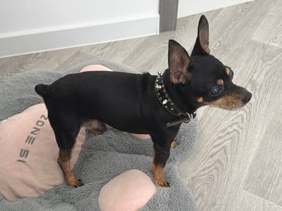 A small black and tan dog with pointy ears and light blue eyes stands on a fluffy gray dog bed with a light pink pillow that has gray lettering. The dog wears a black collar with silver studs. The background is a light wood-grain floor and a white baseboard. The scene is indoors.