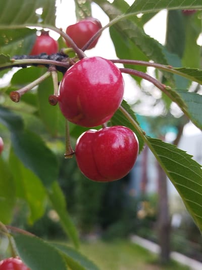 This media file captures a close-up view of ripe cherries hanging from a tree branch, with soft, out-of-focus greenery and what appears to be a building or fence in the background. The cherries are a vibrant red, glossy, and appear to be ready for harvest. Several cherries are visible, with two prominent ones in the foreground, one slightly above and to the left of the other. Their stems are thin and attached to the main branch. The leaves of the tree are a deep green, with visible veins. The lighting suggests it might be daytime, possibly late afternoon or early morning due to the soft light. The overall scene conveys a sense of nature's bounty and the freshness of the fruit. There is no visible text in the image. The location context of Крупіцкі сельскі Савет, Belarus, suggests a rural or semi-rural setting, likely a garden or orchard.