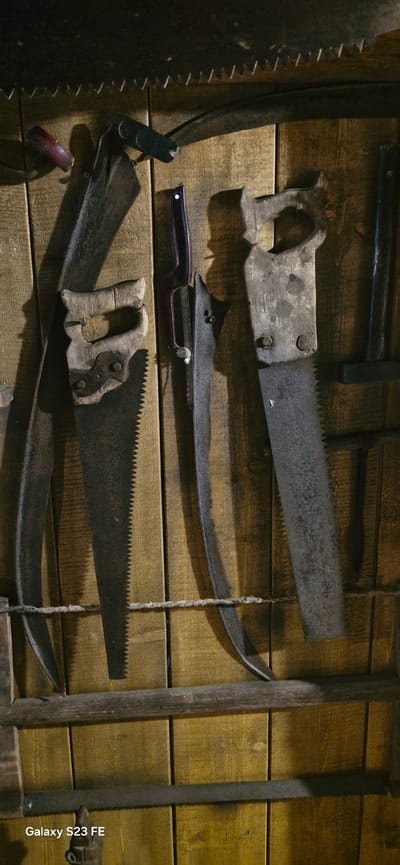 The image depicts a collection of vintage saws and farming tools hanging on a wooden wall, likely in an outbuilding or workshop. The tools include several types of saws, some with wooden handles and others with metal, showcasing different teeth patterns and blade shapes. One notable saw has a very large, curved blade. A scythe-like tool and what appears to be a cleaver or large knife are also visible. The wood grain of the wall is prominent, and the lighting creates shadows that highlight the textures and details of the aged tools. The scene evokes a sense of history and manual labor. This image was captured in Pakruojis, Lithuania, at the Pakruojis Manor, which is known for its well-preserved historical buildings and grounds, often featuring displays of traditional agricultural equipment.