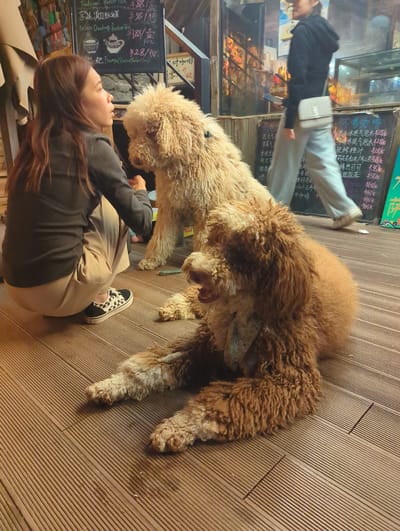 The image captures a heartwarming interaction between a woman and two golden doodle dogs on a wooden deck. The woman, with long brown hair and wearing a black top and beige pants, is sitting on the floor, looking up at the dogs with a gentle expression. One dog, a lighter golden color, is reaching its head down towards the woman, appearing to nuzzle or lick her. The second dog, a darker, more reddish-brown, is lying down behind the first one, its head slightly raised.

Behind them, a display board with menus is visible. The text on the board includes offerings such as "Traditional Butter Tea," "Palace Dianyuan Butter Tea," "Tsampa (Romind Boley)," and various coffee and tea options with prices in Chinese Yuan. The overall setting suggests a cafe or restaurant in a scenic location, possibly in Shangri-La, China, given the cultural context of some of the menu items. The lighting suggests it might be daytime, or the interior is warmly lit, creating a cozy atmosphere. The dogs appear relaxed and comfortable, and the woman's gaze conveys affection and connection. The wooden deck flooring adds to the rustic and inviting ambiance of the scene.
