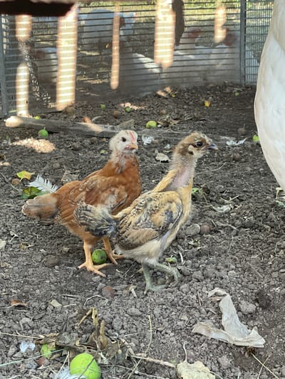 This image captures a close-up view of two young chickens on the ground, likely in an outdoor setting in Syam-Mozhga, Russia. The chickens appear to be young, with one having predominantly brown and black feathers, while the other is lighter brown with some darker markings and exposed skin on its neck. They are standing on dark soil that is mixed with small stones, fallen leaves, and a few small green objects, possibly unripe fruit. A white plastic fragment is visible in the dirt.

In the background, a metal grate or cage structure can be seen, with hints of other chickens or birds inside, partially obscured by the grate and shadows. The lighting suggests it is daytime, possibly late morning or afternoon, with sunlight casting strong shadows through the grate. The overall scene is one of a rural or farm environment where young poultry are kept outdoors. There is no visible text in the image.