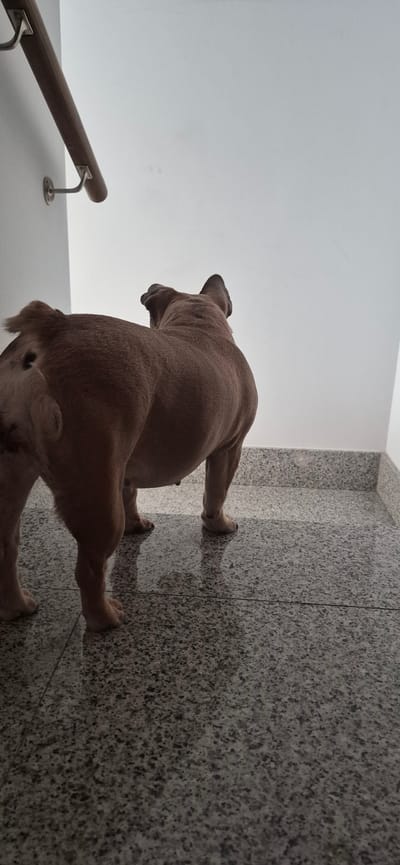 A dog stands on a tiled floor in front of a white wall. The dog is facing away from the camera and appears to be looking up. A wooden handrail is mounted on the wall to the left of the dog. The scene is indoors, possibly in a residential building or public space. There is no indication of the dog's specific breed, age, or gender. The environment appears clean and well-maintained. There are no other people or animals visible in the image. The lighting is soft and diffused, creating a slightly dim atmosphere. The location in Navalcarnero, Spain, is not evident from the visual information in the image.