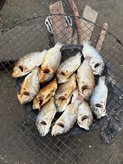This image displays an overhead view of a fish grilling setup situated in Oworonshoki, Nigeria. Approximately fifteen whole, gutted fish, consistent with the morphology of Tilapia, are arranged on a circular black metal wire mesh grill. The fish exhibit a range of cooked appearances, from golden-brown to silvery-grey, with visible scales and open mouths. The grill rests directly on a dark, granular ground surface, consistent with dirt or coarse sand. Behind the grill, several weathered wooden planks and sticks are visible on the ground, suggesting a rudimentary outdoor setting. A small quantity of dark, charred material or debris is present on the ground beneath the right side of the grill. No individuals are depicted, and no active cooking processes, actions, or interactions are observable within the frame.