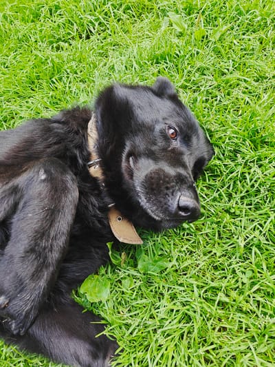 A black dog lies on its back in a patch of green grass, its paws extended in the air. The dog is wearing a brown collar with metal studs. Its eyes are open and looking to the right, and its mouth is slightly open in a relaxed expression. The grass is lush and green, with some small white flowers scattered throughout. The scene appears to be a sunny day in Koledino, Russia.