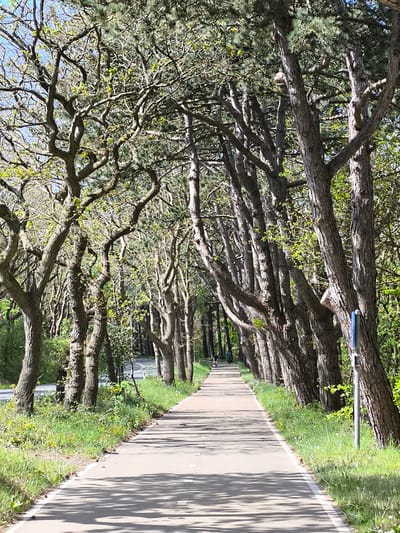 A paved path stretches into the distance, lined on both sides by trees. The trees on the left have twisting branches and sparse green leaves, while those on the right have thicker trunks and denser foliage. Two cyclists are visible in the distance on the path. A blue signpost stands on the right side of the path. A road runs parallel to the path on the left. The scene is illuminated by sunlight, casting shadows across the path. This image is likely in the city of Bergen, Netherlands, known for its tree-lined paths and cycling routes.