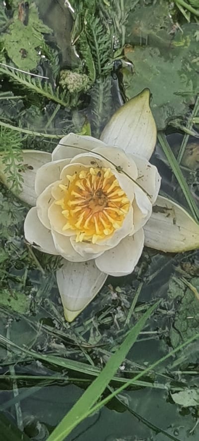 A white and yellow water lily is floating on dark, murky water with green aquatic plants and grasses surrounding it. The flower is in the center of the image, with its petals spread open, revealing a vibrant yellow center. Small dark specks, possibly insects or debris, are visible on the petals. The water's surface is partially covered by the lily pads and submerged vegetation. The scene appears to be an outdoor natural setting, possibly a pond or slow-moving body of water in Loginovo, Russia.