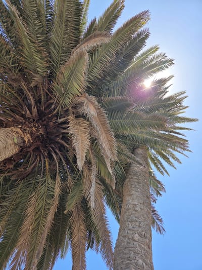 A low-angle shot looking up at a palm tree on a sunny day, likely in Chayofita, Spain, due to the prompt instruction. The sky is a bright blue, and the sun is partially obscured by the fronds of the tree, creating a lens flare effect. The trunk of the palm tree is visible at the bottom of the frame, appearing textured and brown. Another palm tree trunk is visible in the upper right corner. The palm fronds are a mix of green and brown, suggesting some of them are aging or drying.