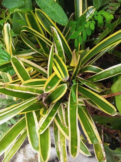 The image displays an overhead view of a dense cluster of variegated plants in Kotakonda, India. The primary subject is a perennial plant featuring numerous strap-like leaves, approximately 20-30 cm in length, radiating outwards. Each leaf exhibits prominent longitudinal stripes of deep green and pale yellow or cream. Minor browning is visible at the tips and edges of several leaves, with some showing small, irregular perforations. Water droplets are present on the surface of multiple leaves. Surrounding the main plant are various other green plants, including broad, smooth leaves and stems bearing smaller, ovate leaves. The ground directly beneath the foliage consists of dark soil and organic debris, with a light-grey, possibly concrete or stone, surface partially visible in the lower-left corner. No human or animal subjects are present. The scene is illuminated by diffused natural light.