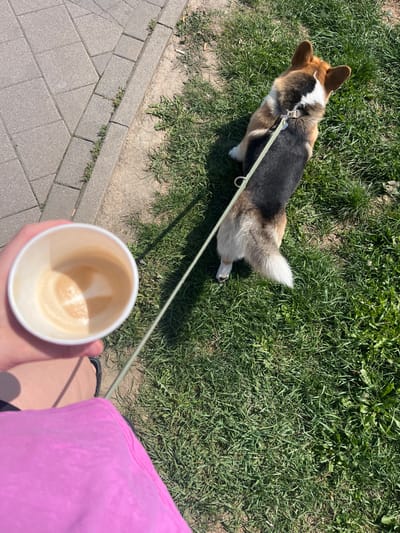 A high-angle outdoor scene depicts a person walking a dog on a clear, sunny day.

**Subjects:**
*   **Person:** The lower-left foreground shows the left hand and forearm of a person holding a white paper cup. A portion of a pink or magenta garment is visible below the hand, along with the front part of a black open-toed shoe or sandal. The person is ostensibly walking, holding the leash of the dog.
*   **Dog:** A tri-color Pembroke Welsh Corgi is positioned on a grassy area, slightly to the right of a paved path. The dog is viewed from above and behind, with its head turned away from the camera. Its fur coloration includes tan/brown on the head and upper back, a prominent black saddle on its mid-back, and white markings on its chest, legs, and the tip of its tail. It wears a light-colored harness, from which a light green leash extends towards the person's hand. The dog is standing still or moving slowly.

**Objects:**
*   **Cup:** A white, disposable paper cup is held in the person's hand. The interior of the cup contains a small amount of light brown liquid residue and foam, consistent with a partially consumed coffee or latte.
*   **Leash and Harness:** A light green, cord-like leash connects the dog's harness to the person's hand. The harness appears to be a light, possibly beige, material.

**Environment:**
*   **Ground Surface:** The left side of the frame features a paved pathway constructed from grey, rectangular concrete pavers arranged in a diagonal or herringbone pattern. Small weeds are visible growing between the paver joints and along the edge where the pavement meets the natural ground. To the right of the path, the ground is covered in green grass, with some areas appearing less dense or showing patches of dry earth near the paved edge.
*   **Lighting:** The scene is illuminated by direct sunlight, indicated by strong, defined shadows cast by the dog and the leash onto the grass, suggesting a high sun angle and a clear sky.
*   **Location Detail:** The specific location within the city of Sinsheim, Germany, cannot be determined from the visual information provided. The scene depicts a generic outdoor public area, such as a park, green space adjacent to a road, or a residential sidewalk.