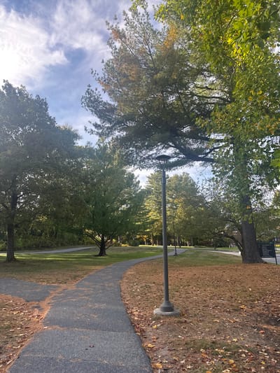 This image displays an outdoor park-like environment in Wellesley, United States, under a bright, partly cloudy daytime sky. The scene features multiple mature trees with green and early autumnal yellow-orange foliage. Two dark asphalt pathways are prominent in the foreground, merging or diverging, and are partially covered with fallen brown and yellow leaves. The ground is a mix of green and dried brown grass, extensively scattered with fallen leaves. A dark gray, modern-style lamppost with an upward-angled light fixture stands in the mid-ground, positioned right of the central path. Several identical lampposts are visible receding into the background along another winding path. On the far right, a large tree with a thick trunk bears a dark brown sign with unreadable white text. No human or animal subjects are present.