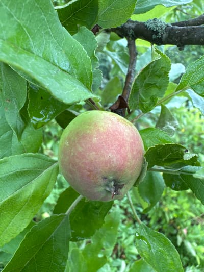 A single unripe apple, predominantly green with patches of pink and red, hangs from a branch surrounded by lush green leaves on an apple tree. The leaves appear wet, suggesting recent rain. In the background, out-of-focus green foliage creates a natural, outdoor environment. The image was captured in Подолино Ст, Russia.