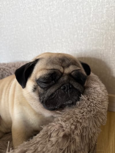 A close-up shot captures a fawn-colored pug puppy sleeping soundly, nestled in a plush, fuzzy dog bed. The puppy's eyes are closed, and its face is partially obscured by the soft bedding. Its black ears are visible, and the distinctive fawn coat with darker markings around its eyes and muzzle is evident. The background consists of a textured, light-colored wall. The image is taken from a slightly elevated perspective, focusing on the sleeping canine.