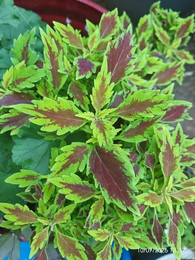 A close-up, overhead view captures a cluster of coleus plants with vibrant green leaves edged in a reddish-brown hue. The leaves are serrated and have a slightly crinkled texture. The background is blurred, with hints of a reddish-brown pot and a darker, out-of-focus area. A date stamp "10/07/2026 13:17" is visible in the bottom right corner. The scene appears to be in a garden or outdoor setting, possibly in Eastbourne, United Kingdom, given the metadata. There are no people or animals present.