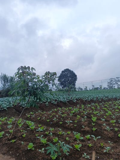 A cloudy sky overlooks a rural scene. In the foreground, a tilled field is planted with rows of small green vegetables. A young tree stands at the edge of the field, its leaves prominent. Further back, a dense row of larger cabbages lines the top of a small embankment. A large, mature tree stands out amidst the cabbages. A mesh netting structure is visible further in the background. The overall scene conveys an agricultural landscape under an overcast sky.