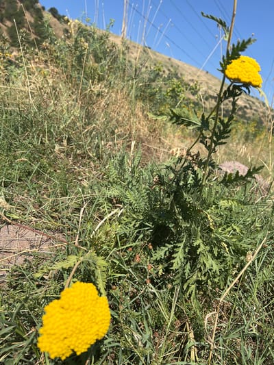 An outdoor, low-angle, close-up shot captures a wild, green plant with feathery leaves and two bright yellow flower heads in Karamazar, Uzbekistan. One yellow flower head is in the foreground on the left, and the other is further back on the right, attached to a stalk. The plant is situated in a dry, grassy environment with a dusty path visible in the lower left corner. In the background, a light brown, grassy hillside rises under a clear blue sky. Electrical wires are visible against the sky in the upper right quadrant of the image. No people or animals are present in the scene.