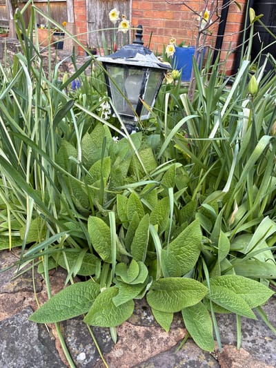 A ground-level, close-up shot of a garden bed in Pulverbatch, United Kingdom, features a variety of plants with long, slender green leaves and broad, textured green leaves. A black metal lantern with a glass enclosure sits among the foliage. Daffodils and other flowering plants are visible in the background. The garden bed is bordered by stone edging. A brick wall and wooden structure are partially visible in the background.