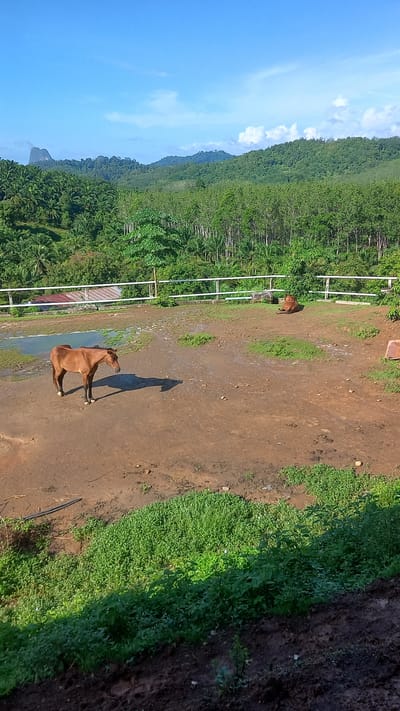 The image captures a rural scene in Ban Tak Daet, Thailand, under a clear blue sky with scattered clouds. Lush green vegetation covers the landscape, including dense trees and patches of grass. A brown horse is lying down in a muddy area, its shadow clearly visible in the sunlight. Another horse is standing further away. A white metal fence runs parallel to the trees. The ground appears to be a mix of mud and dirt. A red-roofed structure is partially visible near the fence.