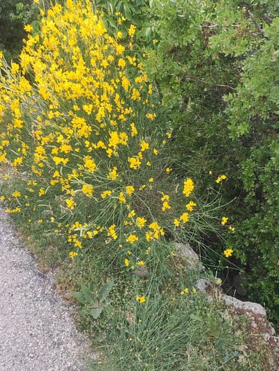 A vibrant bush of broom flowers, characterized by their numerous small, bright yellow blossoms and slender green stems, dominates the left half of the frame. This flowering bush is situated next to a textured gravel path that runs along the lower left edge of the image. Behind the broom, a dense, dark green shrubbery provides a contrasting backdrop. The scene is set outdoors, likely in a natural or semi-natural environment within the Egnatia Municipal Unit of Greece, suggested by the presence of Mediterranean-style vegetation. The overall impression is one of natural beauty, with the vivid yellow flowers creating a striking visual focal point against the greenery and the rough texture of the path.
