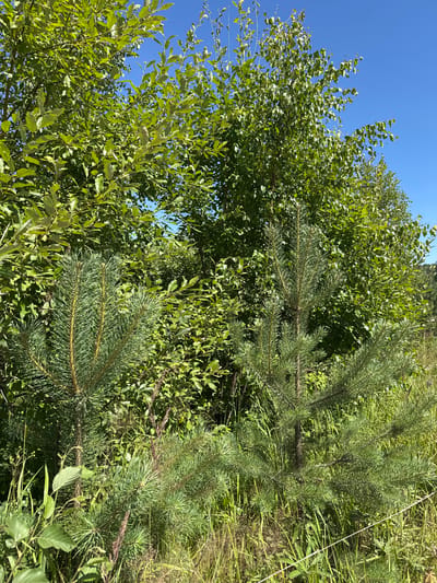 The image depicts a dense cluster of trees and vegetation under a clear blue sky. In the foreground, two young pine trees are prominent, their green needles forming a sharp contrast with the surrounding foliage. Behind the pine trees, a variety of deciduous trees with lush green leaves create a thick canopy. The ground is covered with dry grass and other low-lying plants, suggesting a natural, possibly undeveloped area. The scene appears to be a natural landscape, typical of the outskirts of a city or a rural setting. There are no people or structures visible in the image, and the overall impression is one of a tranquil, sunlit day. Without further information or visual cues, it is not possible to definitively identify the specific location within Yevrostroy, Russia.