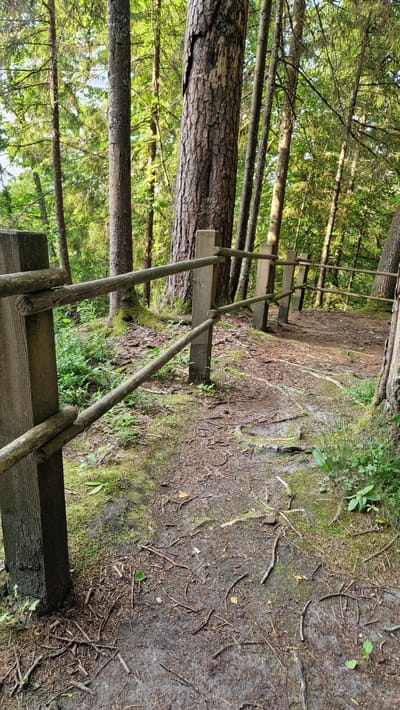 The image depicts a wooden fence bordering a dirt path in a forest. The fence is constructed from rough-hewn wooden posts and horizontal branches. The path is covered in dirt, pine needles, and small sticks, with patches of moss and low-lying green vegetation growing on either side. Several trees with thick trunks and green foliage are visible in the background, casting shadows on the path. The lighting suggests it is daytime, with sunlight filtering through the trees. The scene appears to be in a natural, wooded environment, likely a park or trail. This location is in the rural area of Daudas, Latvia.