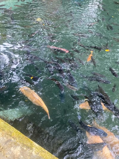 A top-down view of a pond in Kecamatan Manyaran, Indonesia, at coordinates -7.826 latitude and 110.816 longitude. The pond is filled with water and there are many fish swimming in the water. The majority of the fish are dark gray or black in color. A single bright orange fish is swimming towards the bottom right of the image. A large white fish is swimming toward the bottom left of the image. The water is clear and green. The edge of a concrete platform is visible at the bottom left of the image, with a yellow, mossy edge. There are no people visible in the image.