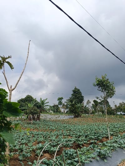 This image depicts an agricultural landscape in Nam Sa Lat, Myanmar, under an overcast sky. The foreground shows rows of dark green leafy crops, likely brassicas, planted in dark soil, with sections of black agricultural film visible as ground cover. Two curved metal hoops are present in the lower center. To the left, a portion of a plant with large green leaves and a tall, bare tree trunk with multiple upward-reaching branches are partially visible. The midground consists of an extensive field densely cultivated with similar dark green leafy crops, extending up a gentle slope. Various trees, including broadleaf specimens and what appear to be banana plants, are scattered across the midground and background, forming a treeline. A slender, young tree with green foliage stands vertically on the right side of the midground. The sky is predominantly grey, filled with heavy, uniform clouds, indicating an overcast condition. A dark-colored electrical power line extends diagonally across the upper right quadrant of the frame. No individuals are present within the scene.