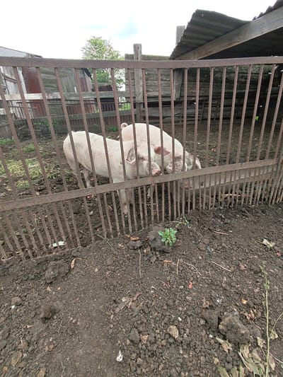 A rustic pig pen, likely in Майкөл ауылдық округі, Kazakhstan, contains two pink pigs behind a weathered, rusty metal gate. The pen's ground is a mixture of dark, damp soil and sparse dry grass, with some scattered leaves and debris. To the left of the pigs, a simple wooden structure with corrugated metal roofing, appearing weathered and aged, forms part of the pen's enclosure. The overall scene suggests a functional, rural farm environment.