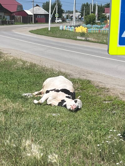A black and white cow lies on its side in a grassy area next to a paved road in the village of Vvedenshchina, Russia. The cow appears to be deceased. In the background, there are houses, trees, a playground, and a road sign. The sky is clear and blue.