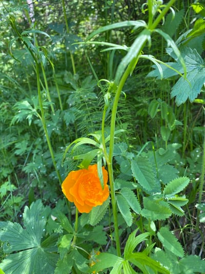 This is a close-up, eye-level photograph of a single, bright orange flower blooming in a natural, wooded environment. The flower, which appears to be a Globe Flower (Trollius), has multiple ruffled petals and is the primary subject, positioned slightly left of center. It is surrounded by lush green foliage, including large, palmate leaves with serrated edges and thinner, feathery leaves. The background is a blur of green and brown, suggesting trees and other vegetation. The lighting indicates it is daytime, likely with dappled sunlight. The scene is situated in the city of Bolshoy Lug, Russia, a location known for its natural beauty and potential for diverse flora. No people or human activity are visible in the image.