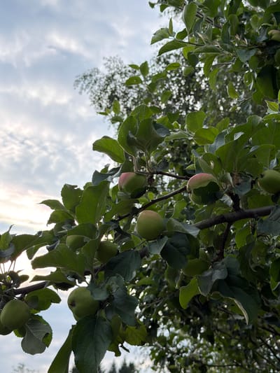 The image shows a close-up view of green apples growing on a tree, seen from below looking up towards the sky. The apples are still developing, with some showing a blush of pink on their surfaces. They are surrounded by lush green leaves and branches, creating a dense canopy. Sunlight filters through the leaves and the sky, which is partly cloudy with a hazy, bright quality. This suggests it is daytime, likely late afternoon or early morning given the soft light. The perspective of looking upwards implies the viewer is standing beneath the tree. There are no people visible, and the setting appears to be an orchard or a garden where apple trees are cultivated. The overall mood is natural and serene, capturing a moment in the growth cycle of the fruit. The image was taken in Chaykovsky, Russia.
