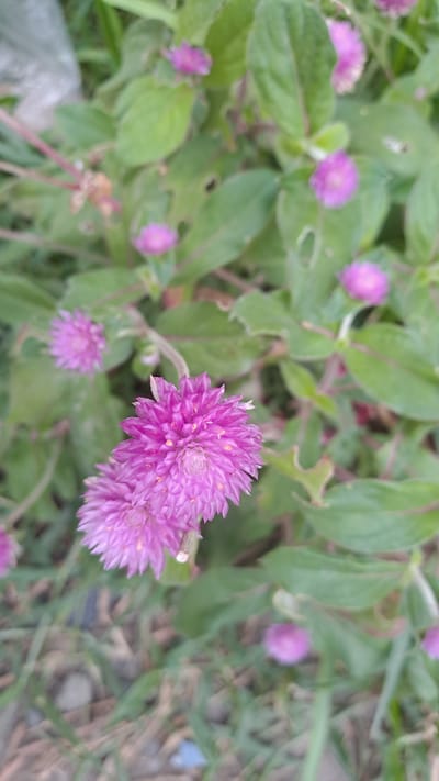 A close-up, low-angle shot features a cluster of vibrant pink globe amaranth flowers in the foreground, with a few more scattered throughout the frame. The flowers are characterized by their dense, spherical heads composed of numerous small, bract-like petals. They are surrounded by lush green leaves, some of which show minor damage with small holes. The background consists of out-of-focus greenery and hints of dry grass and soil. The image appears to be taken outdoors, possibly in a garden or natural setting. There is no indication of human presence or activity in the image, nor any specific landmarks identifying the location as Cottarum Tunong, Indonesia.