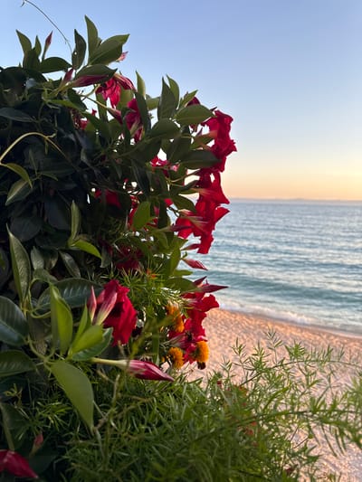 This is a close-up shot of vibrant red flowers and lush green foliage in the foreground, with a serene beach and the Adriatic Sea in the background. The setting sun casts a warm glow over the scene, illuminating the sand and the gentle waves. The flowers are the primary subject, with their deep red petals contrasting beautifully with the soft blues and oranges of the sky and sea. The foliage is dense and varied, adding texture and depth to the composition. The beach appears to be made of pebbles or small stones, with subtle ripples from the receding tide. The overall impression is one of natural beauty and tranquility, possibly captured from a coastal viewpoint or balcony in Makarska, Croatia.