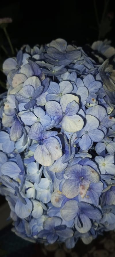 A cluster of blue hydrangea blooms fills the frame. The petals vary in color, exhibiting pale blue to light white shades with slight brown spots. Close proximity of blossoms creates a textured pattern. The flowers are lit softly. The background is dark.