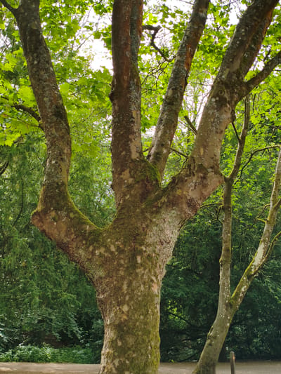 The image shows a close-up view of a large tree trunk with moss growing on it, set against a backdrop of lush green foliage. The tree has multiple branches that spread out upwards and to the sides. The bark of the tree is rough and textured, with patches of lighter and darker colors, indicative of age and exposure to the elements. Several branches are thick and sturdy, while others are more slender. The leaves of the tree are a vibrant green, suggesting it is springtime or summer. The background is filled with dense trees and other vegetation, creating a natural, park-like setting. There is a dirt path visible at the bottom of the image, with some hints of sunlight filtering through the leaves from above. The overall impression is one of a peaceful, natural environment. This scene is located in the city of Rugby, United Kingdom.