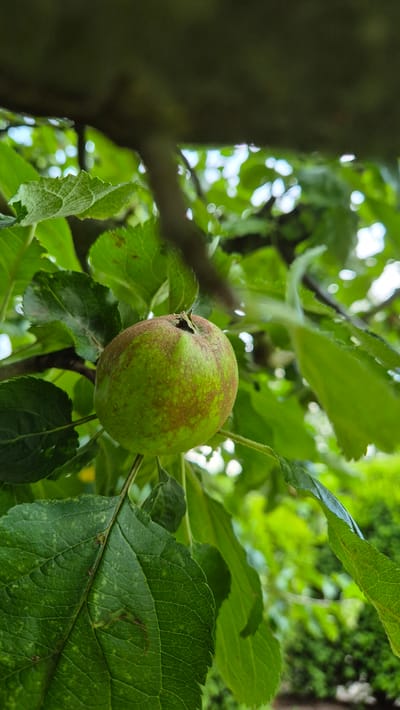 In the city of Dissen am Teutoburger Wald, Germany, an unripe green apple with reddish-brown speckles hangs from a branch of an apple tree. The apple is surrounded by lush green leaves, some of which show signs of minor damage. The background is a blur of green foliage and bright sky, suggesting an outdoor, natural setting. The image is captured in a medium shot, with the apple as the primary subject.