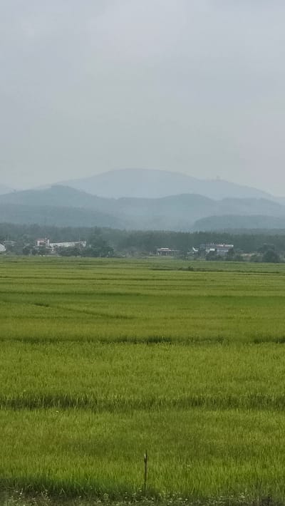 The image depicts a rural landscape in Dak Ro Wa, Vietnam. A vibrant green rice paddy fills the foreground, its texture defined by closely planted stalks. Beyond the paddy, a line of trees and vegetation gives way to a mountainous backdrop shrouded in a hazy, grey atmosphere. There are a few scattered buildings within the tree line. The sky is obscured by the haze, suggesting either fog or air pollution. The image seems to be taken on a hazy day.