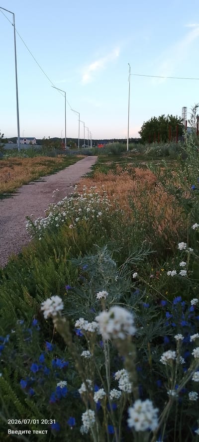 The image captures a pathway in a semi-rural or suburban area, possibly on the outskirts of Оқжетпес, Kazakhstan. The pathway, composed of gravel and concrete slabs, curves gently towards the background. It is flanked by abundant vegetation, including dry, golden grasses and lush green foliage. In the foreground, a cluster of delicate white wildflowers is in focus, with smaller blue flowers interspersed among them. Beyond the immediate flora, the landscape opens up to a few buildings, some with light-colored facades, nestled among trees and low hills. A series of tall, slender lampposts, characteristic of street lighting in public areas or along roads, stretch into the distance, paralleling the pathway and extending towards the horizon under a pale blue sky with a few wispy clouds. The overall impression is of a developing area with recreational or public access routes bordered by natural growth. A timestamp "2026/07/01 20:31" and Russian text "Введите текст" (Enter text) are overlaid on the bottom left corner of the image.