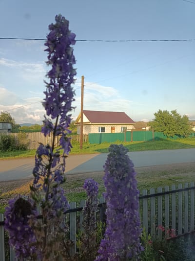 In the foreground, two blurred purple flower stalks, likely delphiniums, dominate the left and right sides of the image, obscuring the view of a light grey picket fence behind them. Beyond the fence, a paved road runs horizontally across the middle ground. To the left of the road, a wooden fence runs parallel to the pavement. Further left, a low, grey structure, possibly a shed, is visible. To the right of the road, a house constructed of light-colored brick with a brown roof is prominent. The house has two windows and is bordered by a tall, bright green corrugated metal fence. A large, leafy green tree stands to the right of the house, and other smaller structures and trees are visible in the distance. The sky above is a clear blue with scattered white clouds, and a wooden utility pole with wires is visible behind the house. The scene appears to be a rural or semi-rural residential area in Ust-Tuntor, Russia, under natural daylight conditions.