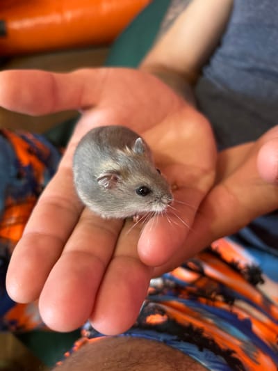 A close-up, eye-level shot shows a small, gray hamster being held cupped in the palm of a person's left hand. The hamster is facing towards the right side of the frame and is looking forward with its black eye visible. Its whiskers are spread out and visible. The hamster's fur appears to be a light gray with some darker gray markings on its back. The person's hand is large and appears to be male, with visible lines and texture on the palm and fingers. The person is wearing a blue t-shirt, partially visible on the right side of the frame, and colorful patterned shorts with orange and blue tones. The background is out of focus and shows an orange cylindrical object and a green surface. No specific location in Mykilka, Ukraine is identifiable from the image.