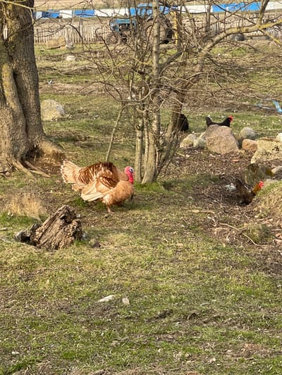 The image depicts a rural setting, possibly in Rovnoye, Russia, featuring a brown turkey as the primary subject, situated near a tree trunk and a decaying wooden stump. There are several black chickens visible in the background, near rocks and under the bare branches of trees. The ground is covered with patchy grass and dry leaves. A building with blue and white siding is visible in the background. The overall impression is of a natural scene in a rustic environment.