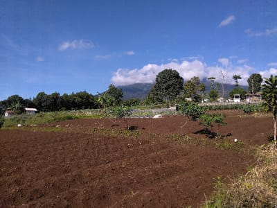 The image displays an agricultural landscape in Ban Lao Ta, Laos, under a clear blue sky with scattered white cumulus clouds. The foreground consists of a large expanse of dark brown, freshly tilled earth, indicating recent cultivation. Sparse green vegetation, primarily grass, is visible along the extreme bottom right edge of the frame. The midground features a strip of green, planted vegetation, including various small crops and young trees with green foliage. Within this area, to the far left, a small, single-story white building with a light-colored roof is visible. Another small, partially obscured white structure is present further to the right, amidst the trees. The background is dominated by a dense line of mature trees, predominantly dark green, which partially obscure a distant mountain range. The mountains are partially covered by white clouds. No individuals or animals are present within the scene. The entire area is illuminated by bright natural sunlight, evidenced by shadows cast by the trees and plants.