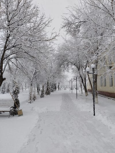 The image depicts a snow-covered urban park or public walkway in Xojeli, Uzbekistan, during winter. A central pathway, partially cleared of snow, extends into the distance, showing multiple footprints. Bare deciduous trees with branches heavily coated in white snow line both sides of the path, creating an archway effect. On the left side of the foreground, a snow-covered wooden park bench is positioned next to an upright, yellow-bladed snow shovel with a wooden handle, leaning against the bench. To the right of the path, several black lampposts with snow-capped globe fixtures stand at intervals. A light-colored building with visible windows and a darker base is partially observed on the far right edge of the frame, behind the lampposts and trees. The sky is uniformly overcast. No individuals are present.