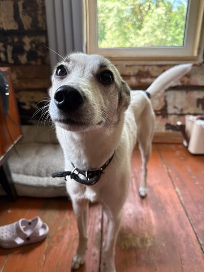 A white dog with gray markings stands on a wooden floor, facing the camera. The dog is wearing a black collar. To the left of the dog, a white Croc shoe is visible on the floor. In the background, a dog bed is partially visible. A window with greenery outside is in the upper right corner of the image. The scene appears to be indoors, possibly in a home in Ivan'kovo, Russia.