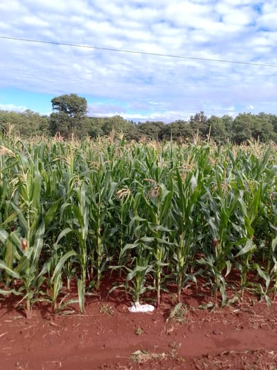 The image presents a vibrant agricultural scene, likely in Villarrica, Paraguay, dominated by a large field of green corn. The corn stalks are tall and healthy, many displaying mature tassels at their tops and nascent ears along their length, indicating a stage of robust growth. The plants fill the mid-ground, extending towards the distant treeline.

In the foreground, the rich, reddish-brown soil of the field is clearly visible, suggesting fertile ground. A small, crumpled white object, possibly litter, lies on the soil near the base of some corn stalks. Beyond the field, a dense line of various green trees forms a natural horizon, with one prominent, larger tree standing out towards the left.

The sky above is bright and partly cloudy, featuring patches of clear blue interspersed with numerous fluffy white cumulus clouds, indicating fair weather. A thin, dark utility line or cable spans horizontally across the upper portion of the sky. The time of day appears to be daytime, with bright natural light illuminating the entire landscape. There are no people visible, and no specific activities are taking place, focusing instead on the natural beauty and agricultural bounty of the cornfield. No visible text is present in the image.