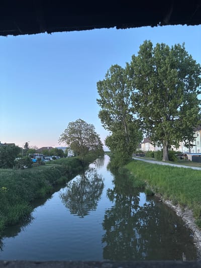 The image shows a tree reflected in a body of water. Green grass grows along the water's edge. Buildings are visible in the background. The photo was taken in Wiener Neustadt, Austria.