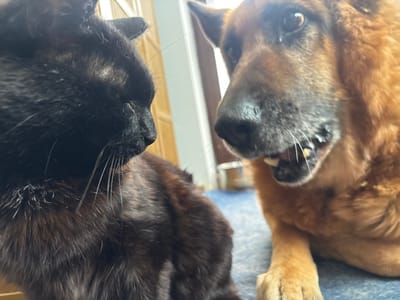 An indoor scene in Novoe Nadyrovo, Russia, features a close-up of a black cat and a brown and tan dog. The black cat, positioned on the left, is seen in profile, with its eyes closed or heavily squinted and long white whiskers visible. Its fur appears dense. On the right, a German Shepherd-type dog with brown and tan fur faces the cat, its mouth slightly agape, revealing teeth. The dog's dark eyes are directed towards the cat. Both animals are situated on a blue-colored surface, possibly a mat or rug. The background consists of a light-colored wall and a wooden door or cabinet.